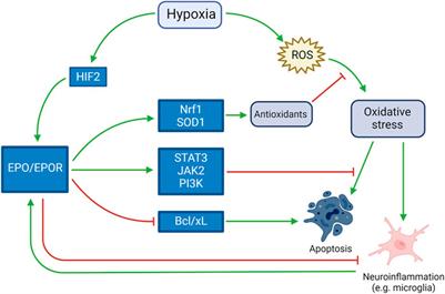 Can Erythropoietin Reduce Hypoxemic Neurological Damages in Neonates With Congenital Heart Defects?